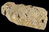 Gorgeous, Agatized Fossil Coral Geode - Florida #188147-3